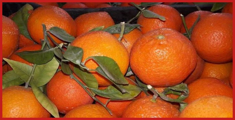 صورة أسعار الفاكهة في سوق العبور اليوم الاحد 10-5-2020